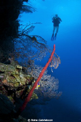 Wall diving at Cayman Islands by Roine Gabrielsson 